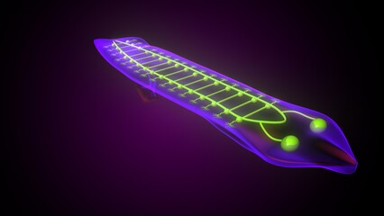 Dugesia animal anatomy. 3d illustrations