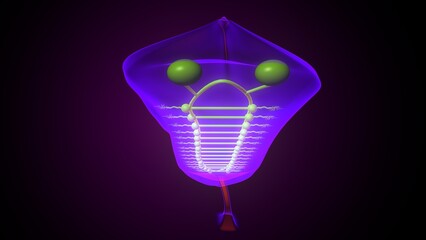 Dugesia animal anatomy. 3d illustrations