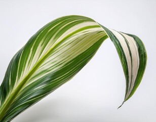 Single Arching Spider Plant Leaf on White Background &mdash; Minimalist Botanical Still Life
