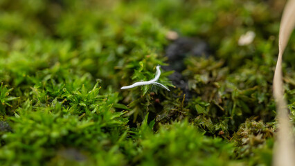 Minute White Organic Filament Suspended Above Green Moss Carpet