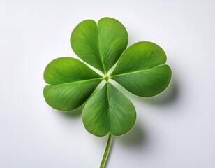 Four-Leaf Clover on White Background &mdash; Symbolic Minimalist Nature Still Life