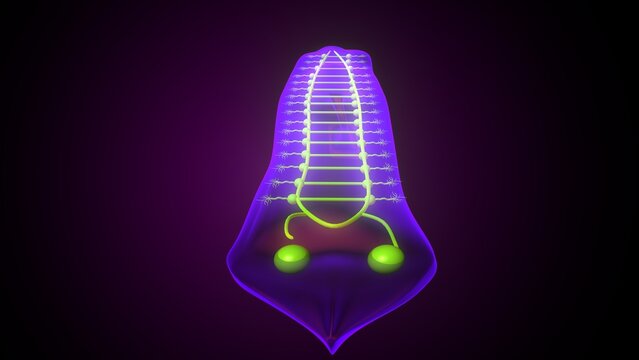 Dugesia animal anatomy. 3d illustrations