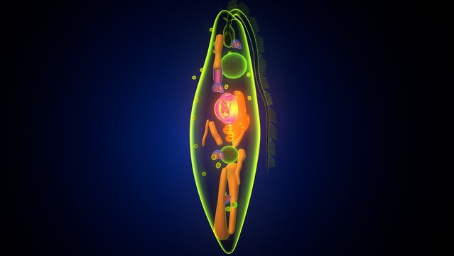 Euglena algae anatomy. 3d illustrations