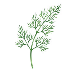 Obraz premium Watercolor Illustration of a Green Dill Leaf Isolated on White Background