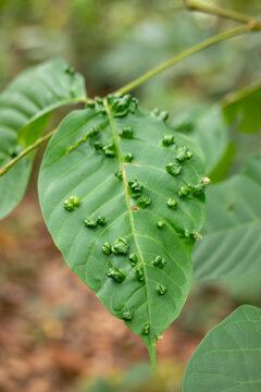 Sandoricum Koetjape Leaf Infested with Green Leaf Galls