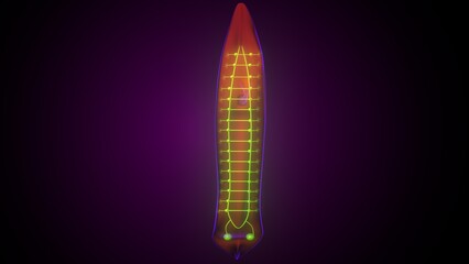 Dugesia animal anatomy. 3d illustrations