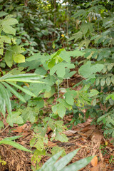 Young Wild Tree Sapling with Lobed Leaves in Tropical Forest Understory
