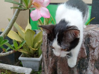 A small black and white kitten sits on a tree stump, looking down with a curious expression in a calm outdoor garden setting.