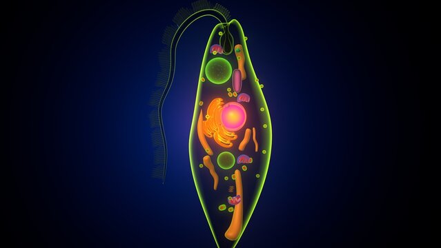 Euglena algae anatomy. 3d illustrations