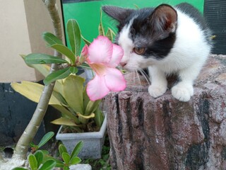 A small black and white kitten sits on a tree stump, looking down with a curious expression in a calm outdoor garden setting.