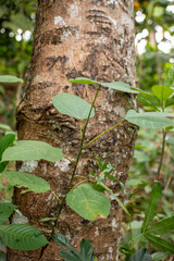 Wild Plant with Rounded Leaves Growing at the Base of a Large Tree Trunk