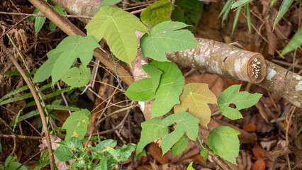 Green Wild Plant Foliage Growing in Tropical Undergrowth