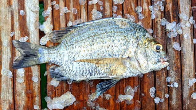 A freshly caught gilthead seabream or bekukon fish (Sparus aurata) lies on a rustic bamboo surface, surrounded by scattered silver scales, emphasizing texture, color, and marine freshness