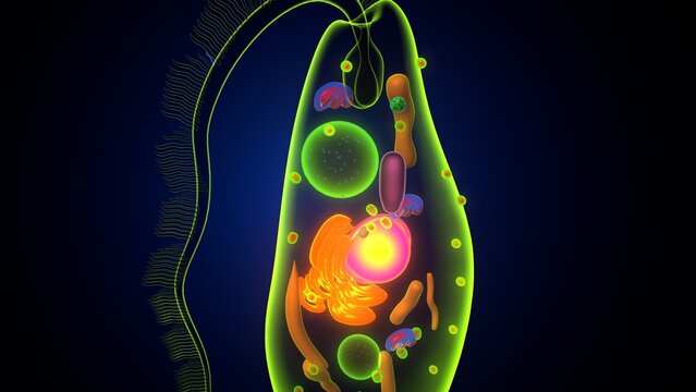 Euglena algae anatomy. 3d illustrations