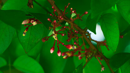 Starfruit Flower Buds on Tree Branch in Natural Green Background. natural plant details, tropical botany, and the beauty of fresh garden flora in daylight.