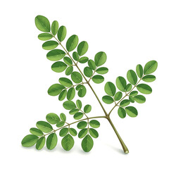 Nature Illustration, Fresh Green Leaves, Isolated Background, High Quality, Clipart Concept