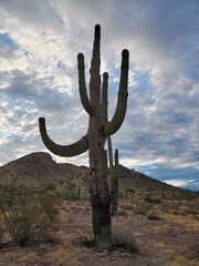 Big Cactus Energy in the Arizona Desert, Giant Saguaro near Apache Junction