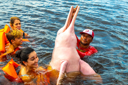 Feeding Pink Amazon river dolphin dolphins Rio Negro Amazonas Brazil.