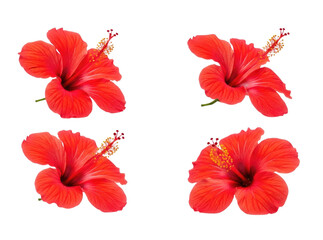 Four red hibiscus flowers transparent background cutout png