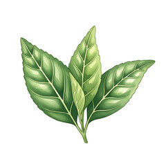 Watercolor Illustration of Green Leaves on White Background, Nature Art, Single Object, High Quality