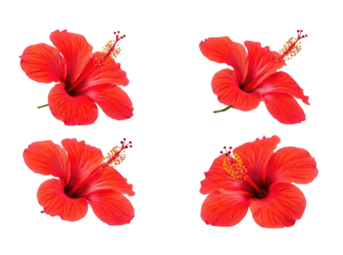Four red hibiscus flowers transparent background cutout png