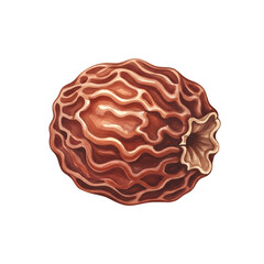 Artistic Illustration of a Unique Brown Seed, Botanical Study, Isolated on White, High-Quality Clipart, Nature Concept