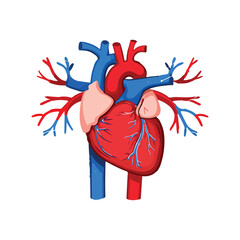Human Heart Anatomy Graphic Illustration for Medical and Educational Purposes
