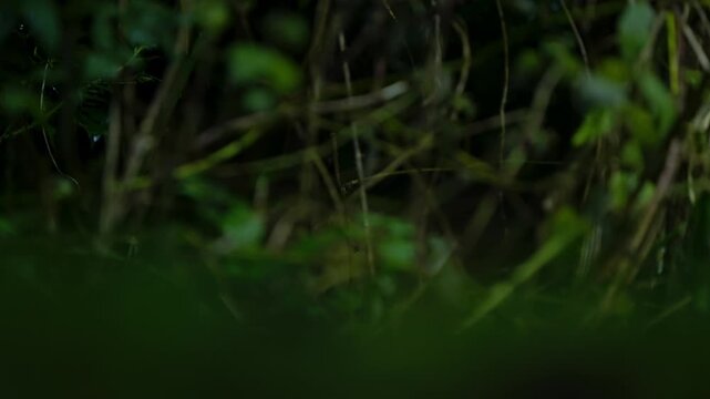 A European polecat walking through green forest vegetation in slow motion in Drenthe