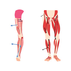 Human Leg Muscles Anatomical Illustration with Arrows Depicting Muscle Movement