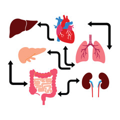 Human Organs Circulation Illustration Including Liver Heart Lungs Kidneys Intestine