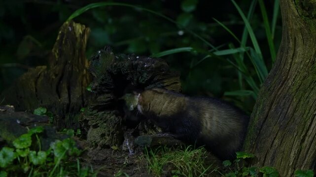 Stunning forest sequence of beech marten running through undergrowth, Drenthe, The Netherlands
