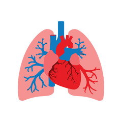Illustration of human heart and lungs for medical infographic design