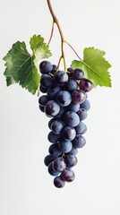 Fototapeta premium A bunch of ripe grapes hanging vertically on a white backdrop