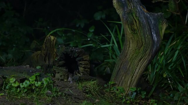 European polecat scurries beneath tree trunk, partially hidden in shadowed leafy undergrowth