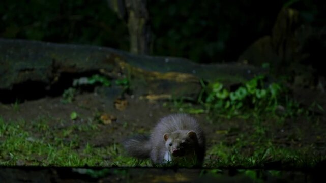 A beech marten lying on forest ground in slow motion in Drenthe, Netherlands
