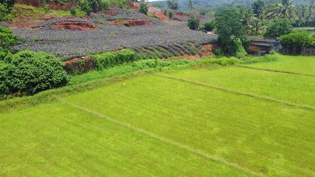 Vibrant aerial view of tiered tropical farmland: bright green paddy fields contrasting with a dark-foliage pineapple plantation on a red-soil hillside, with a stream and bridge in the background.