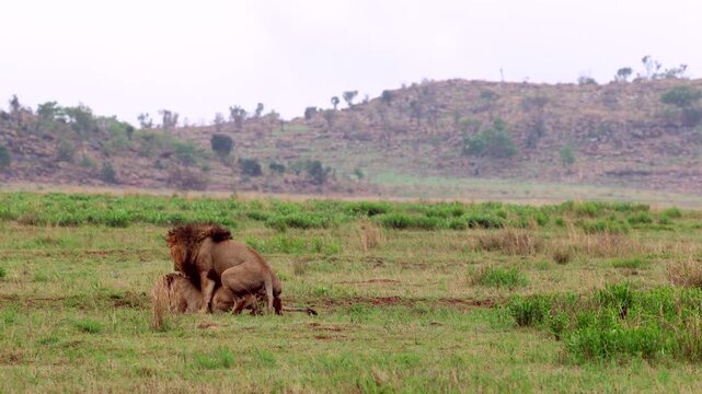 Male lion chase down lioness who lies down and mating commences in field