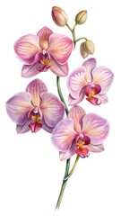 Watercolor pink orchid flowers and buds botanical art