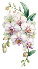 White orchid cluster watercolor botanical illustration