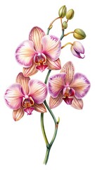 Elegant pink phalaenopsis orchid flowers on branch