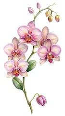Fototapeta premium Watercolor illustration of pink orchid flowers and buds