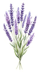 Fototapeta premium Watercolor botanical illustration of a lavender bouquet