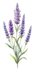 Fototapeta premium Lavender plant watercolor illustration herbal design.