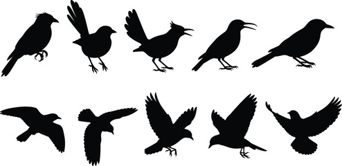 Vector set of black bird silhouettes, standing and flying animals isolated on white background, wildlife nature collection for graphic design, crow or raven flock