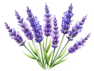 Naklejka premium Hand-painted watercolor lavender flowers on white background