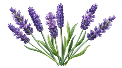 Naklejka premium Botanical watercolor illustration of purple lavender