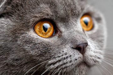 Detailed macro image of a gray cat with striking amber eyes showcasing the texture of its fur and soft facial features in sharp focus