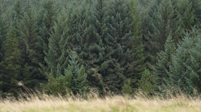 Evergreen pine forest swaying in the wind, British countryside nature scene