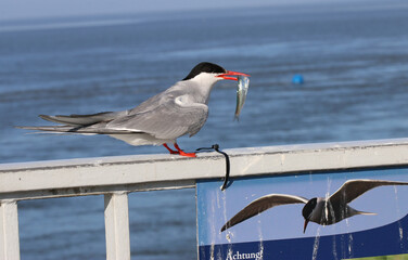 K&uuml;stenseeschwalbe - Arctic tern - Sterna paradisaea