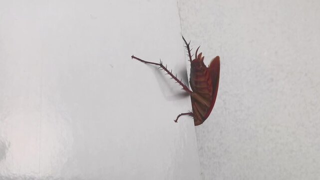 Footage of a cockroach crawling through crevices on a white wall, showing natural movement details for film, education, or visual effects use